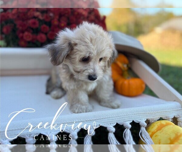 Medium Photo #19 Havachon Puppy For Sale in NIANGUA, MO, USA