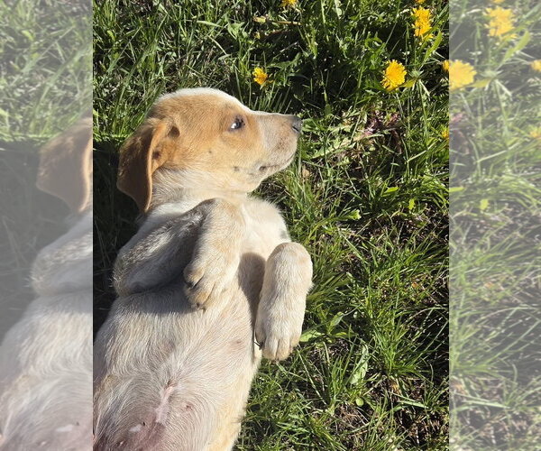Medium Photo #2 Mutt Puppy For Sale in Tabernash, CO, USA
