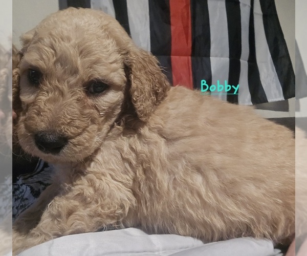 Medium Photo #9 Goldendoodle mix (+ Poodle Standard) Puppy For Sale in LA PINE, OR, USA