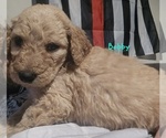 Small #8 Goldendoodle mix (+ Poodle Standard)