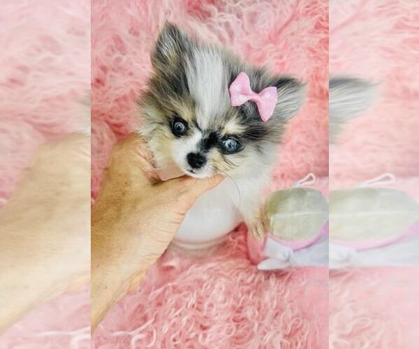 Medium Photo #16 Pomeranian Puppy For Sale in PALM BEACH, FL, USA
