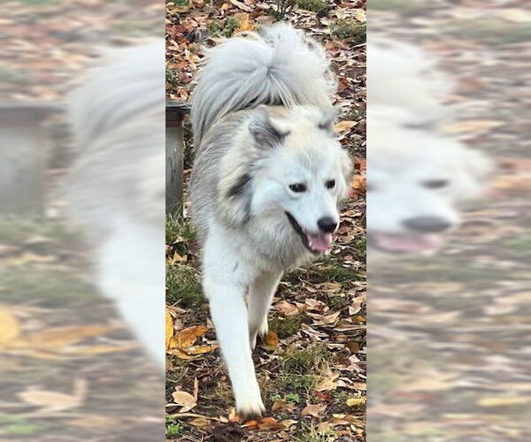 Medium Photo #4 Australian Shepherd-pomeranian spitz Mix Puppy For Sale in Newfoundland, PA, USA