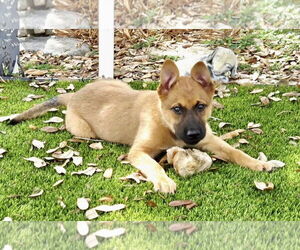 Mutt Dogs for adoption in Royal Palm Beach, FL, USA