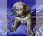 Small Photo #50 French Bulldog Puppy For Sale in WEXFORD, PA, USA
