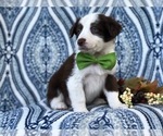 Small Photo #15 Australian Shepherd Puppy For Sale in LAKELAND, FL, USA