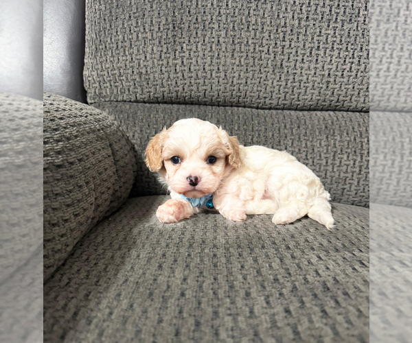 Medium Photo #1 Cavapoo (Toy) Puppy For Sale in JEFFERSONVILLE, IN, USA