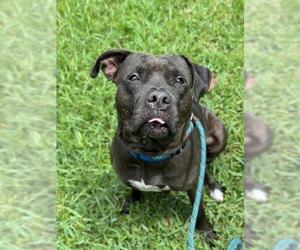 American Staffordshire Terrier Dogs for adoption in Fort Lauderdale, FL, USA