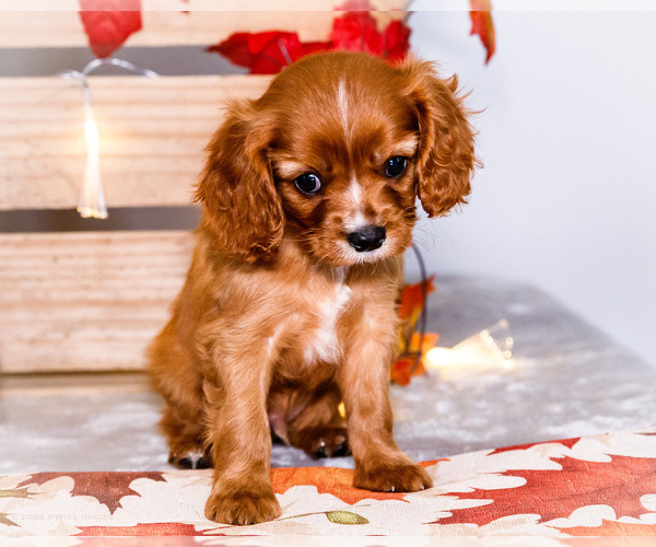 Medium Photo #33 Cavalier King Charles Spaniel Puppy For Sale in WAKARUSA, IN, USA