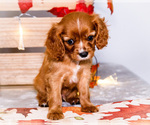 Small #6 Cavalier King Charles Spaniel