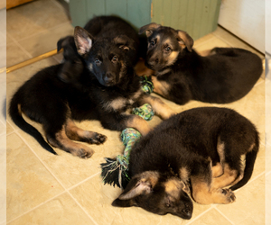 German Shepherd Dog Litter for sale in PERRY, NY, USA