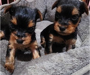 Yorkshire Terrier Puppy for Sale in WINSTON SALEM, North Carolina USA