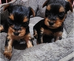 Small Yorkshire Terrier