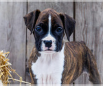 Small Photo #11 Boxer Puppy For Sale in WAKARUSA, IN, USA