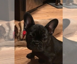 French Bulldog Puppy for sale in PALOS HEIGHTS, IL, USA