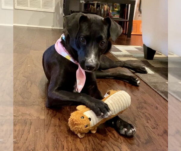 Medium Photo #6 Mutt Puppy For Sale in Orange Grove, TX, USA