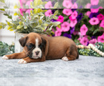 Puppy Scout Boxer