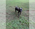 Small American Boston Bull Terrier