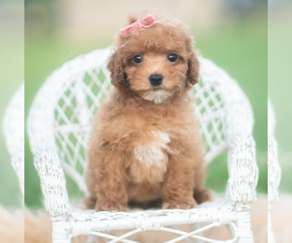 Medium Photo #2 Poodle (Toy) Puppy For Sale in WARSAW, IN, USA