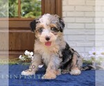 Small #2 Bernedoodle (Miniature)