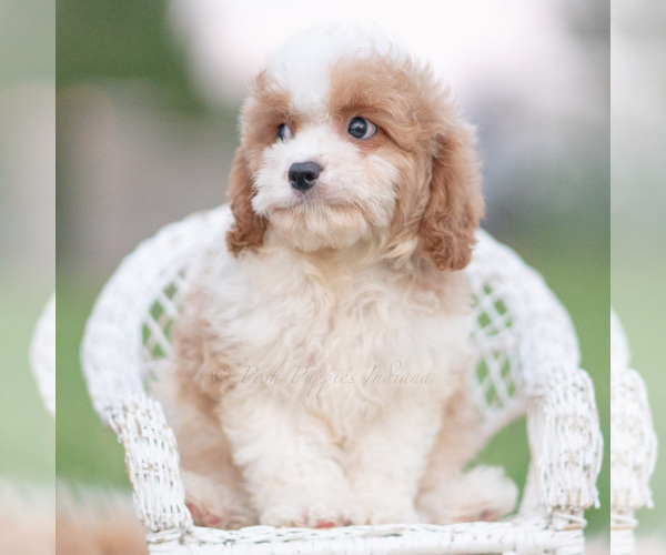 Medium Photo #4 Cavapoo (Miniature) Puppy For Sale in WARSAW, IN, USA