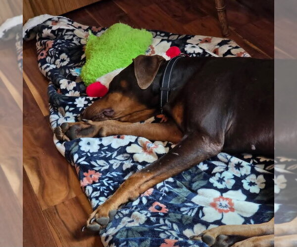 Medium Photo #4 Doberman Pinscher Puppy For Sale in Minneaoplis, MN, USA