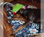 Small #3 Doberman Pinscher