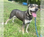 Small #2 Rottweiler Mix