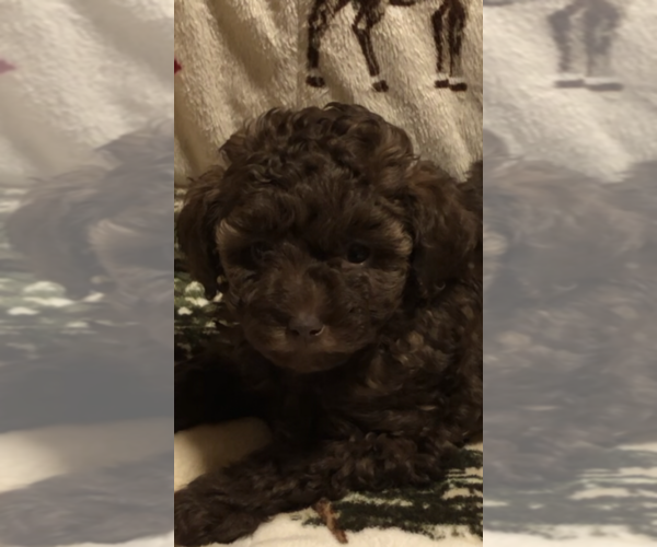 Medium Photo #1 Poodle (Toy) Puppy For Sale in HEATH SPRINGS, SC, USA