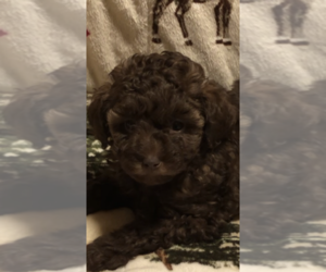Poodle (Toy) Puppy for Sale in HEATH SPRINGS, South Carolina USA
