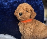 Small #10 Goldendoodle (Miniature)