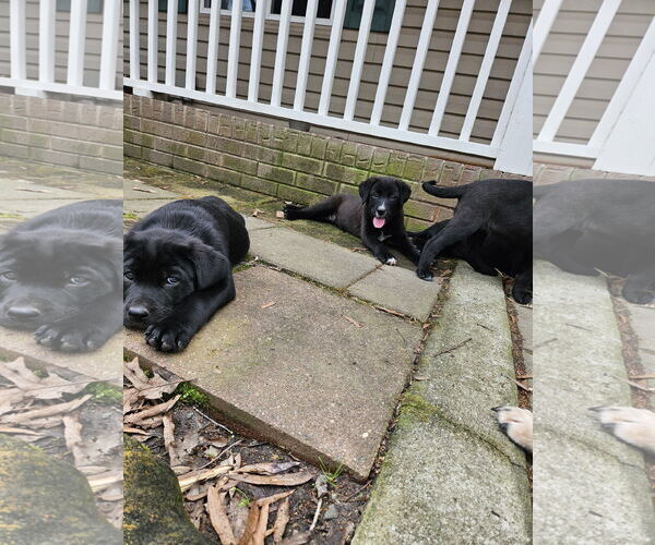 Medium Photo #6 Mutt Puppy For Sale in Thomasville, NC, USA