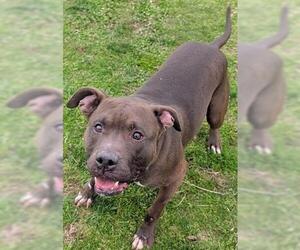 Mutt Dogs for adoption in Akron, OH, USA