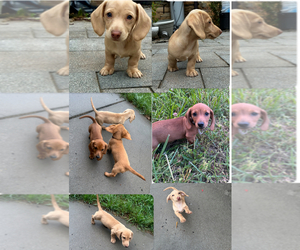 Dachshund Puppy for sale in WILLIAMSBURG, VA, USA