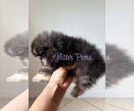 Small #3 Pomeranian