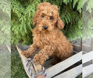 Poodle (Miniature) Dog for Adoption in MIDDLEBURY, Indiana USA