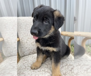 Medium German Shepherd Dog
