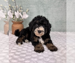 Bernedoodle (Miniature) Puppy for sale in FRANKLIN, IN, USA