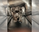 Small Photo #8 Maltipoo Puppy For Sale in BRIDGEPORT, CT, USA