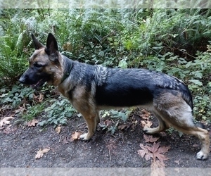 Mother of the German Shepherd Dog puppies born on 06/12/2026