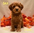 Small Photo #9 Australian Labradoodle Puppy For Sale in ANDOVER, MN, USA
