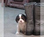 Small Photo #2 Cavalier King Charles Spaniel Puppy For Sale in REINHOLDS, PA, USA
