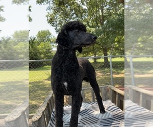 Poodle (Standard) Puppy for sale in ADAMSVILLE, TN, USA