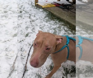 Muffin: Sweet Treats Litter - Female American Staffordshire Terrier-Staffordshire Bull Terrier Mix Dog for Adoption - Photo #19