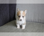 Small Photo #2 Pembroke Welsh Corgi Puppy For Sale in CHICAGO, IL, USA