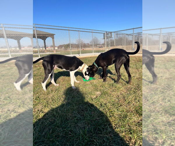 Medium Photo #4 Labrador Retriever-Unknown Mix Puppy For Sale in Pierceton , IN, USA