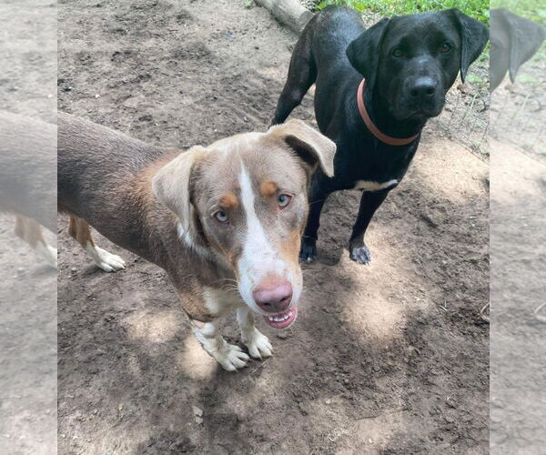 Medium Photo #7 Australian Shepherd-Unknown Mix Puppy For Sale in Ridgefield, CT, USA