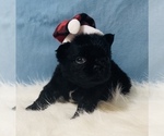 Small Photo #3 French Bulldog Puppy For Sale in TACOMA, WA, USA