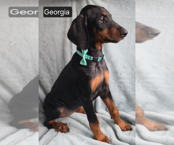 Medium Photo #2 Doberman Pinscher Puppy For Sale in POMEROY, OH, USA