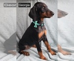 Small #1 Doberman Pinscher