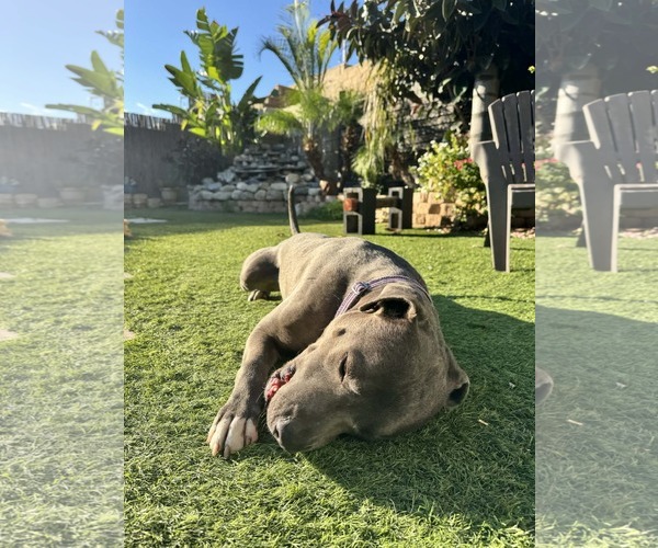 Medium Photo #4 Mutt Puppy For Sale in La Verne, CA, USA